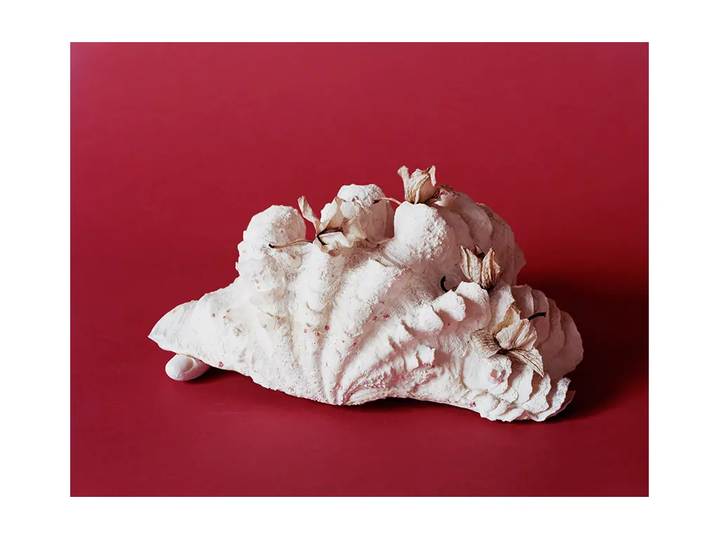 Tridacna squamosa (what's a house), 2019