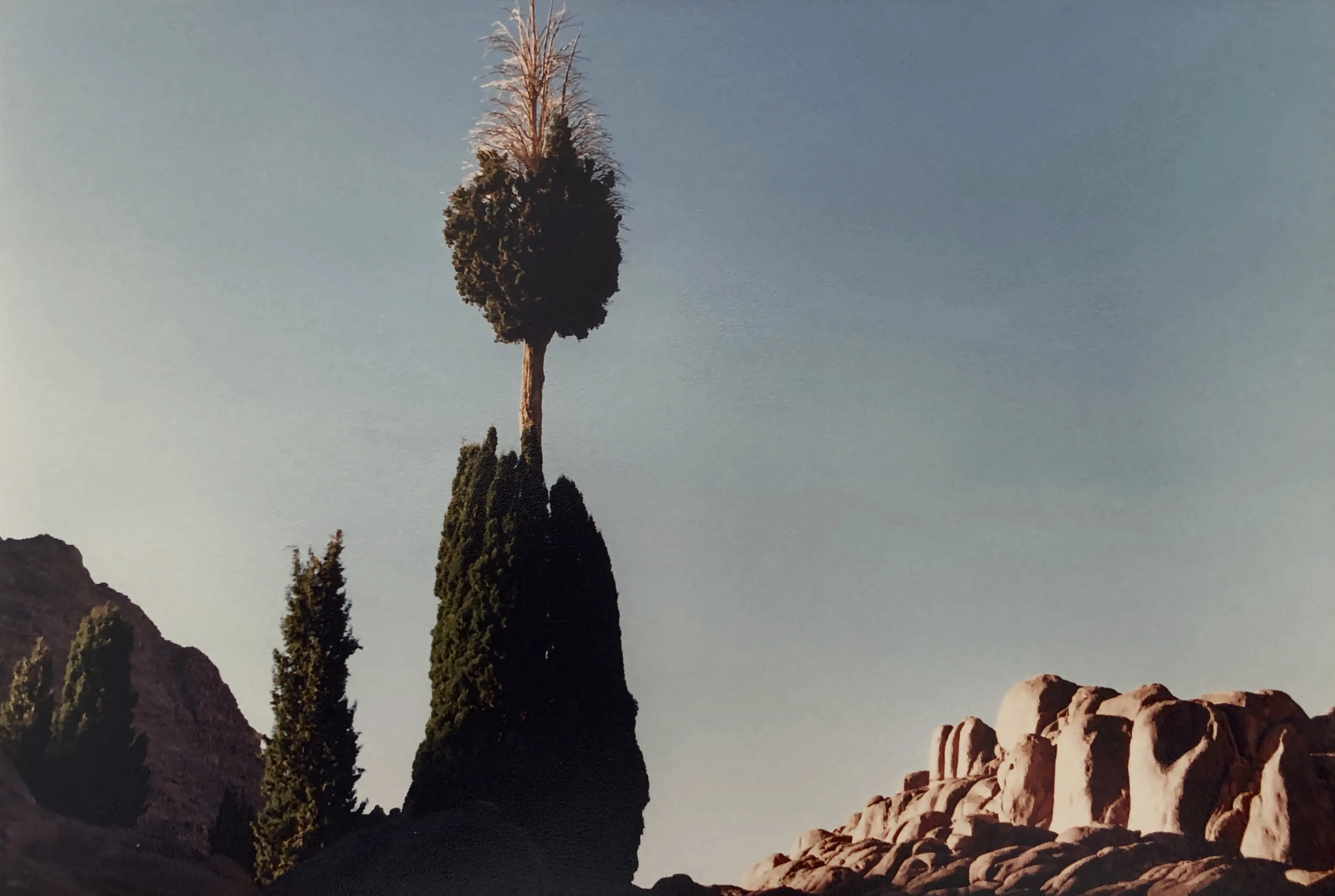 Photographie de Rafik d’un cyprès à proximité de Karnak, 1985, 2023
